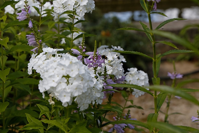 Jardin des Impressionnistes-121